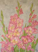 Blooming gladioluses - Gladioli in fiore